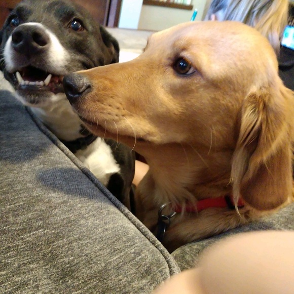 Meet your Posher, Daphne - Picture 1 of 1